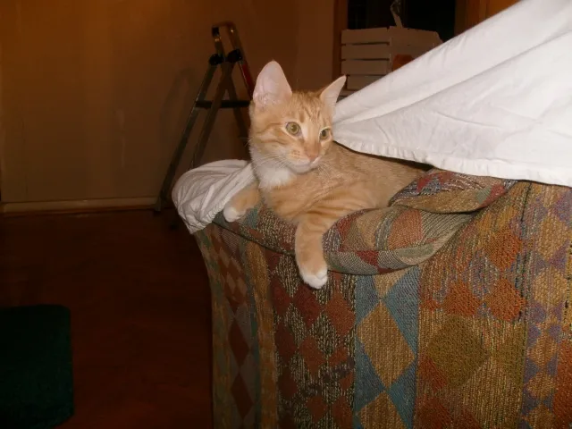 Mowgli