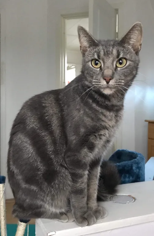 Märtha