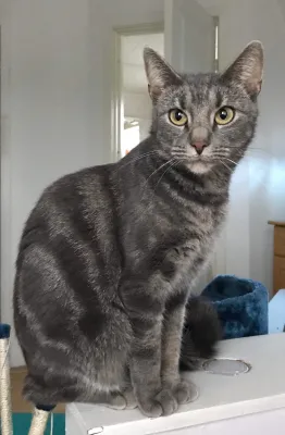 Märtha