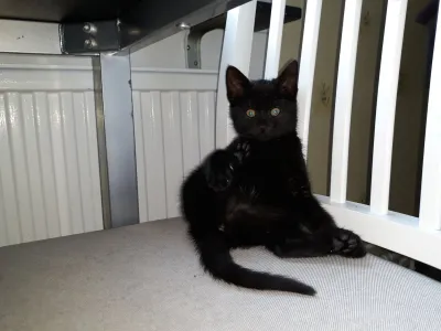 Nim