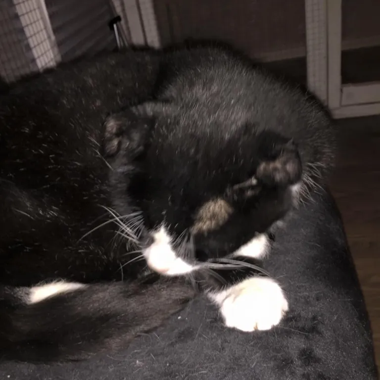 Nisse