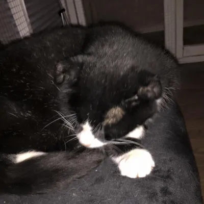 Nisse