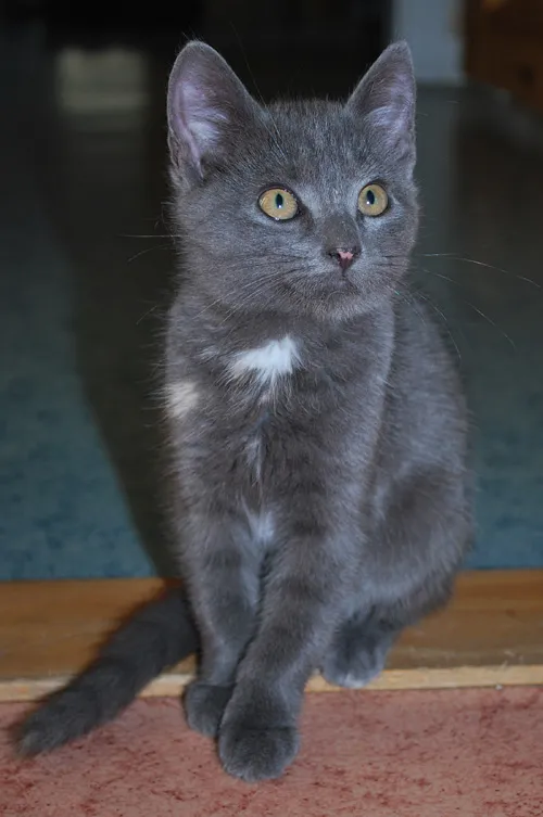 Nova