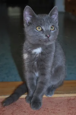 Nova