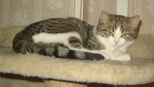 Edda