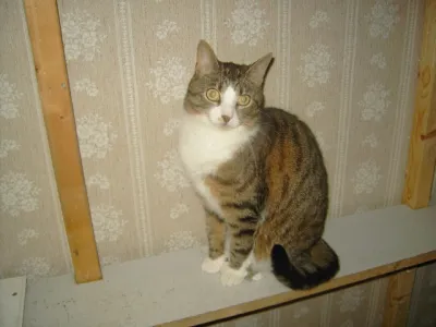Hilma