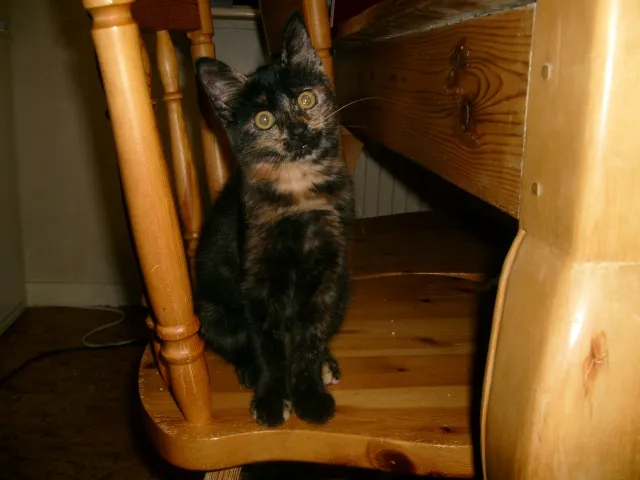 Roxanne
