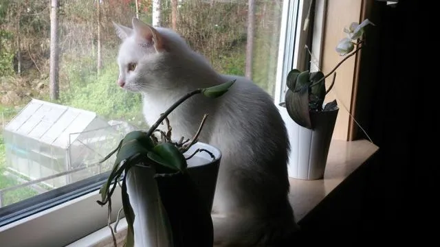 Sima