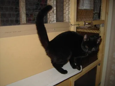 Sixten 1
