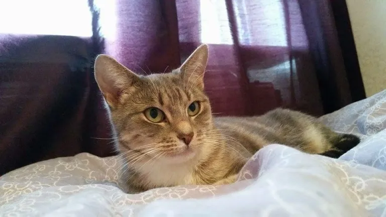 Smulan