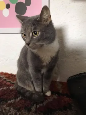 Stella