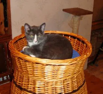 Uffe
