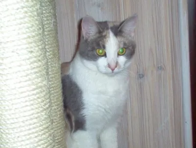 Vanja