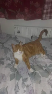 Vincent