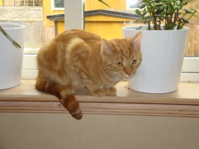 Zimba