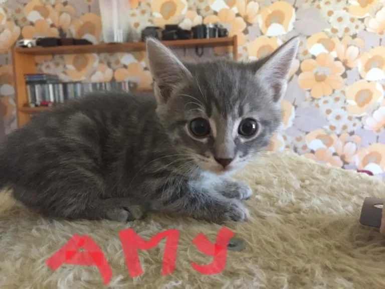 Amy