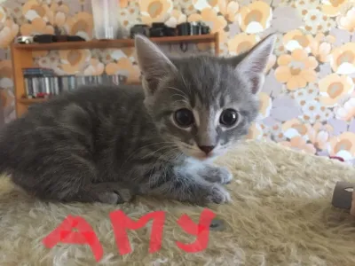 Amy