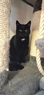 Calypso