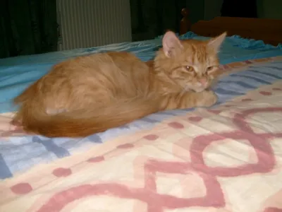 Cornelia