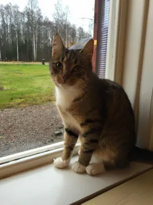 Elvis