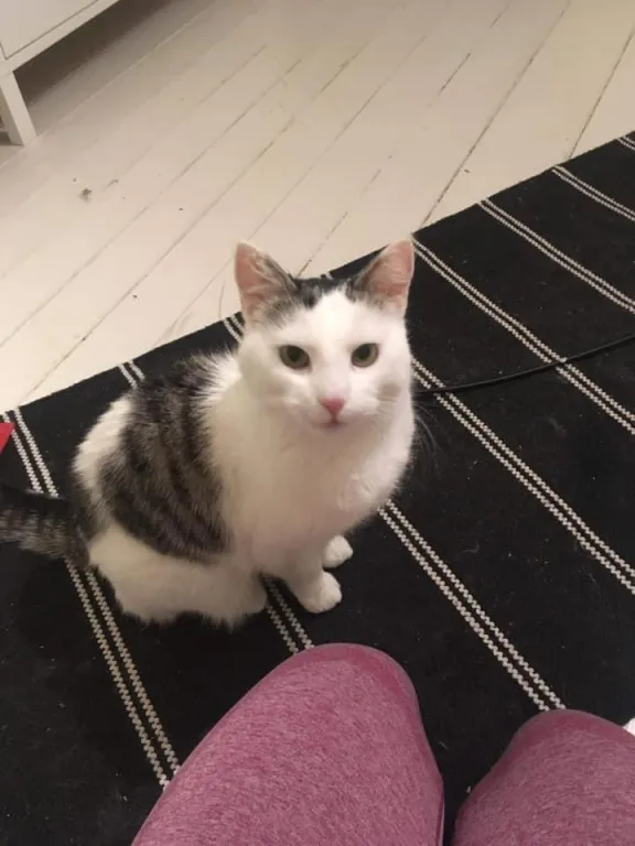 Fiffi