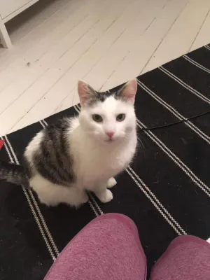 Fiffi