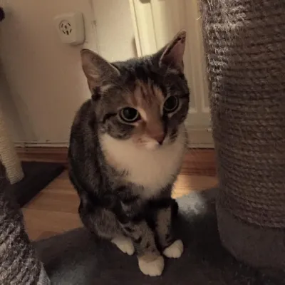 Gloria
