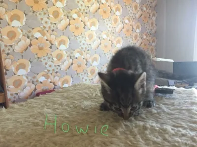 Howie