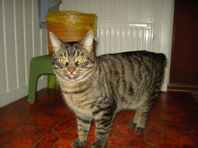 Kasper
