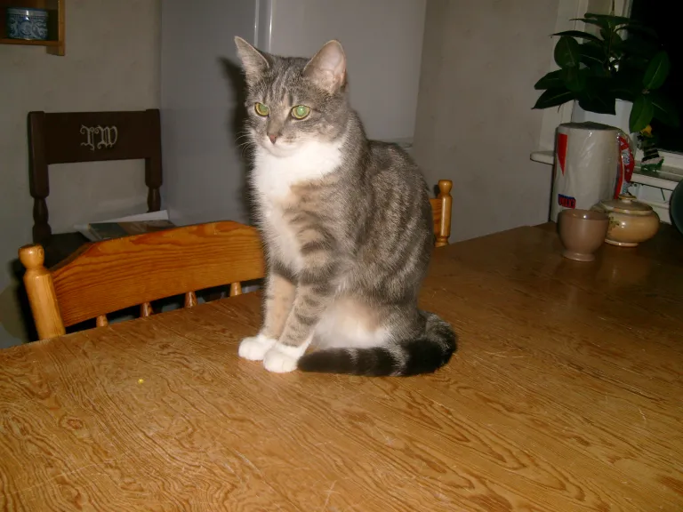 Kitty