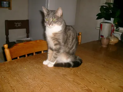 Kitty