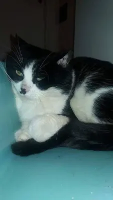 Kurre