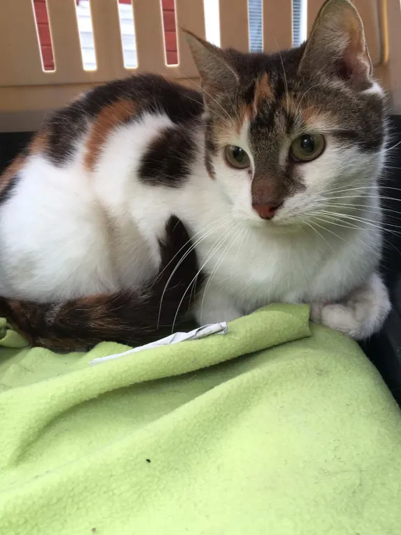 Lilja