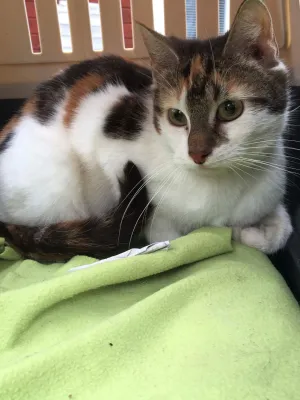 Lilja
