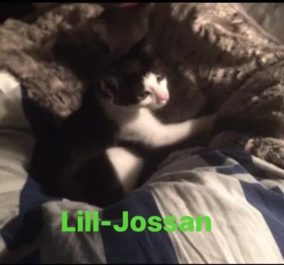 Lill-Jossan