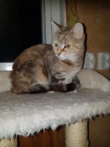 Mimmi