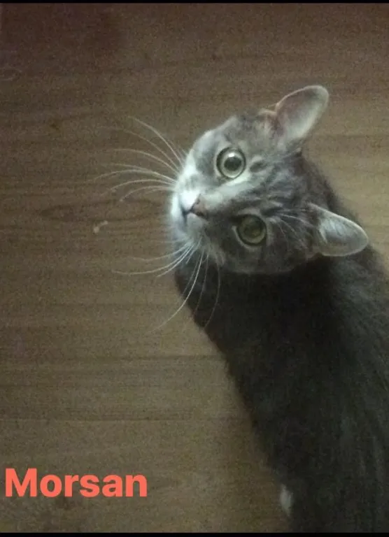 Morsan