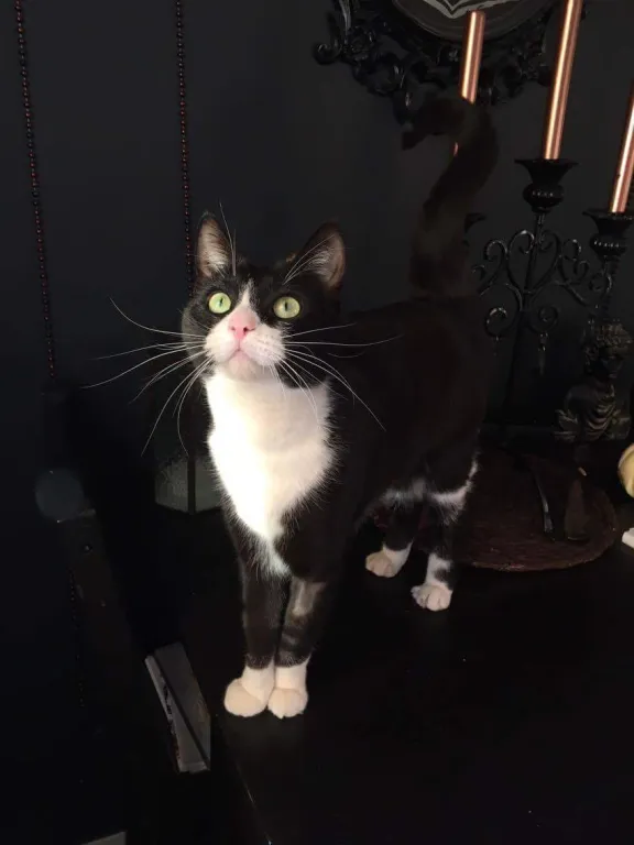 Nala