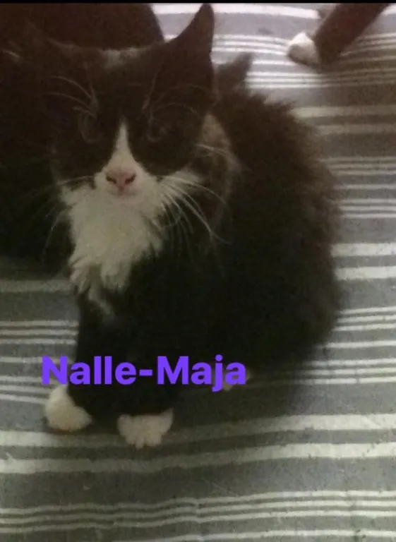 Nalle-Maja