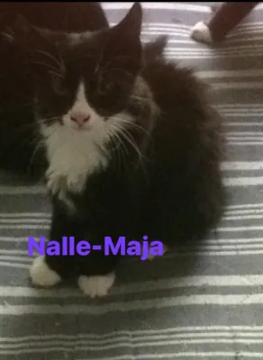 Nalle-Maja