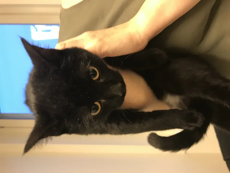 Ozzie