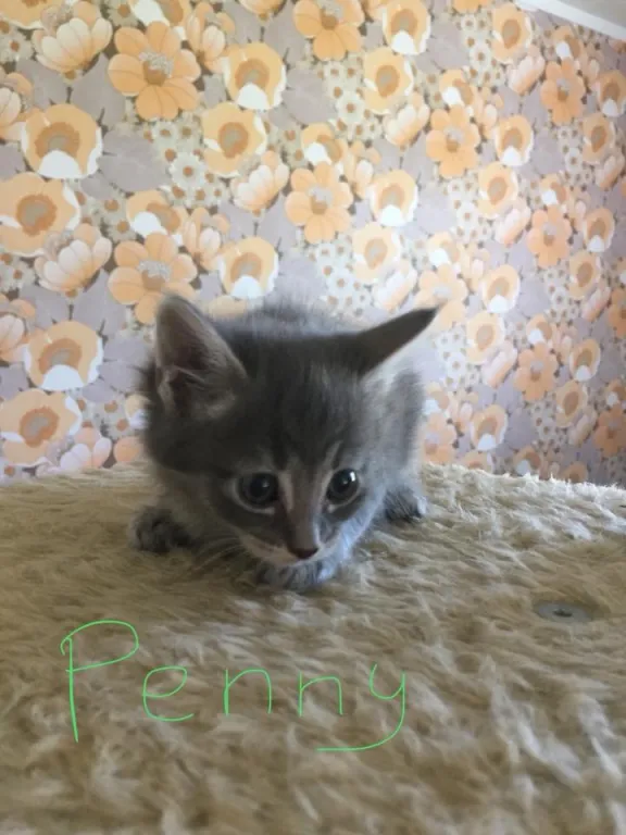 Penny