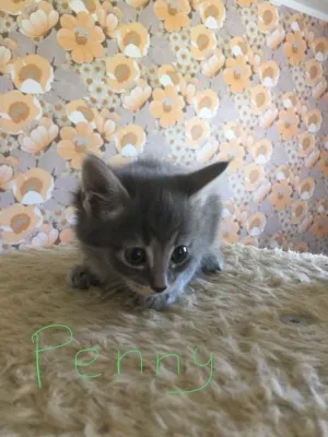 Penny