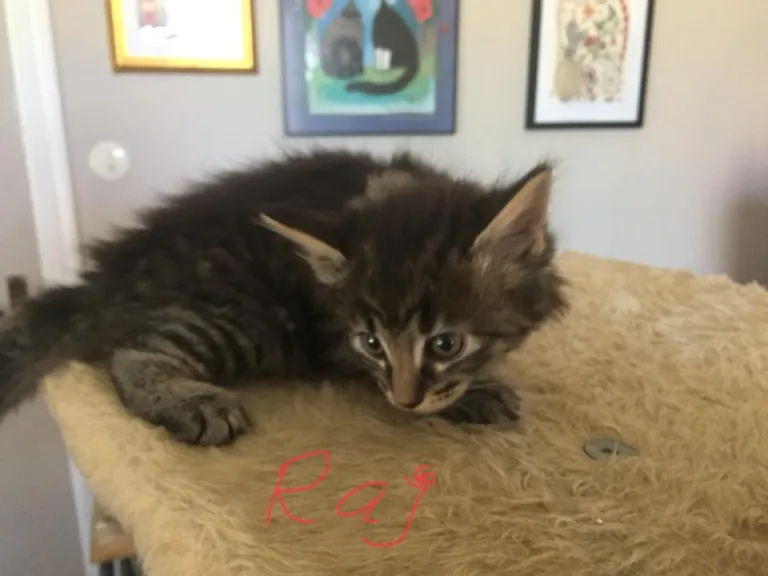Raj