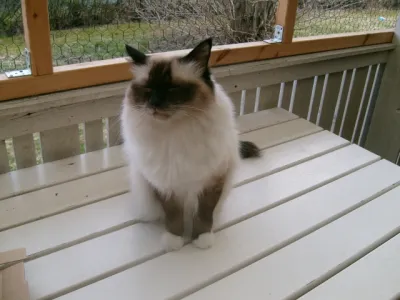 Simon