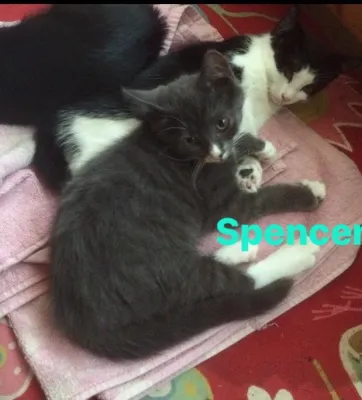 Spencer