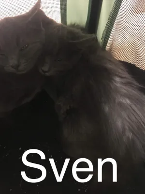 sven H