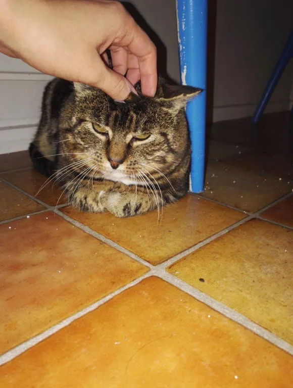 Sylvester