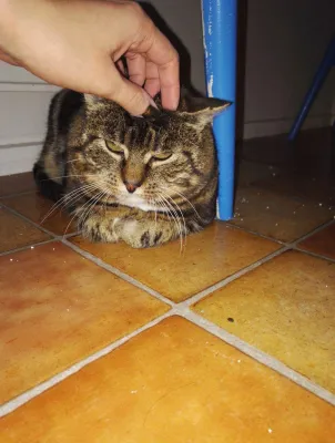 Sylvester