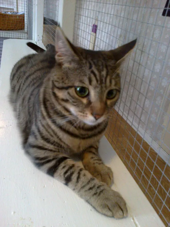 Tabbie